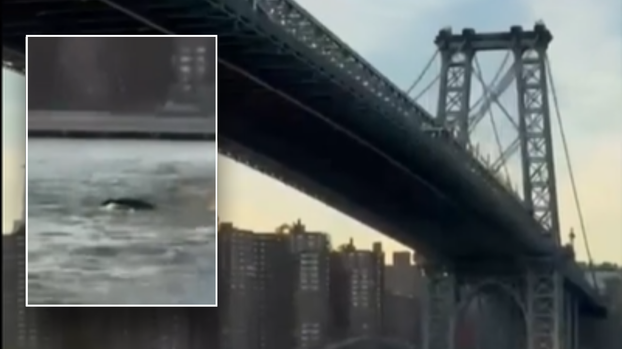 whale-sighting-brooklyn