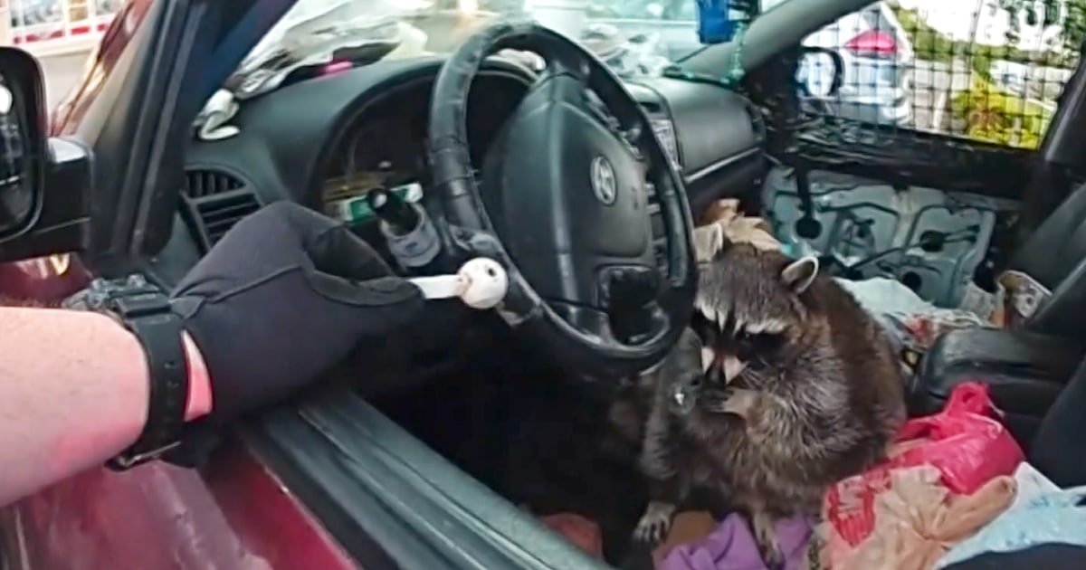 raccoon-meth-pipe-ohio-police